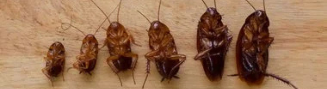 Dedetização de Baratas Residencial 24 HORAS